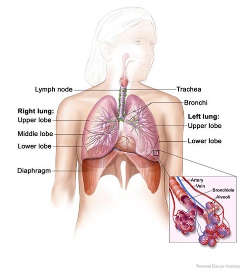 massage therapy effect on lung and breathing