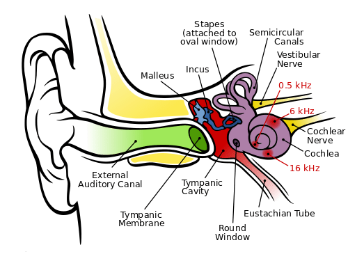massage for tinnitus 500px-Anatomy_of_Human_Ear_with_Cochlear_Frequency_Mapping