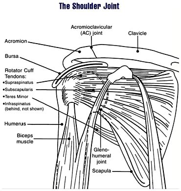 shoulder joint benefits from massage therapy